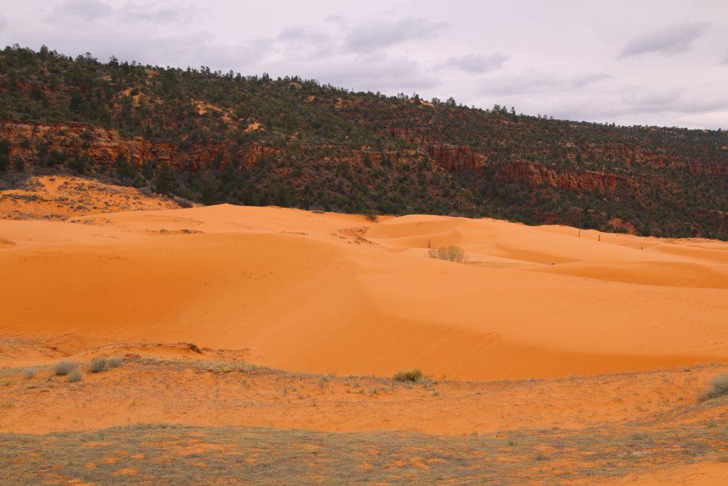 Coral Pink sand dunes, state park, landscape