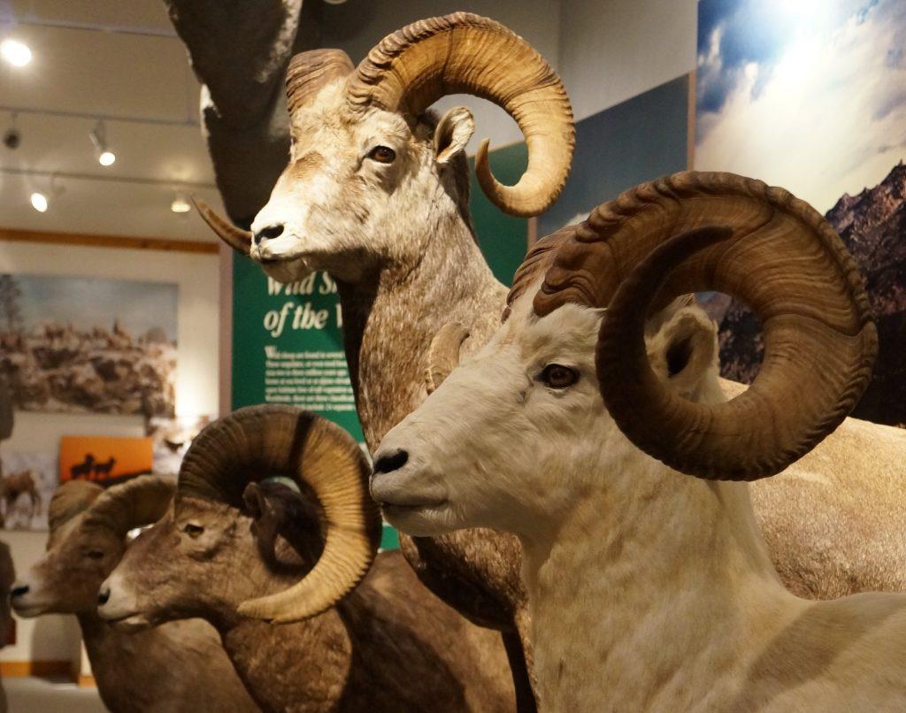 bighorn sheep, museum, dubois