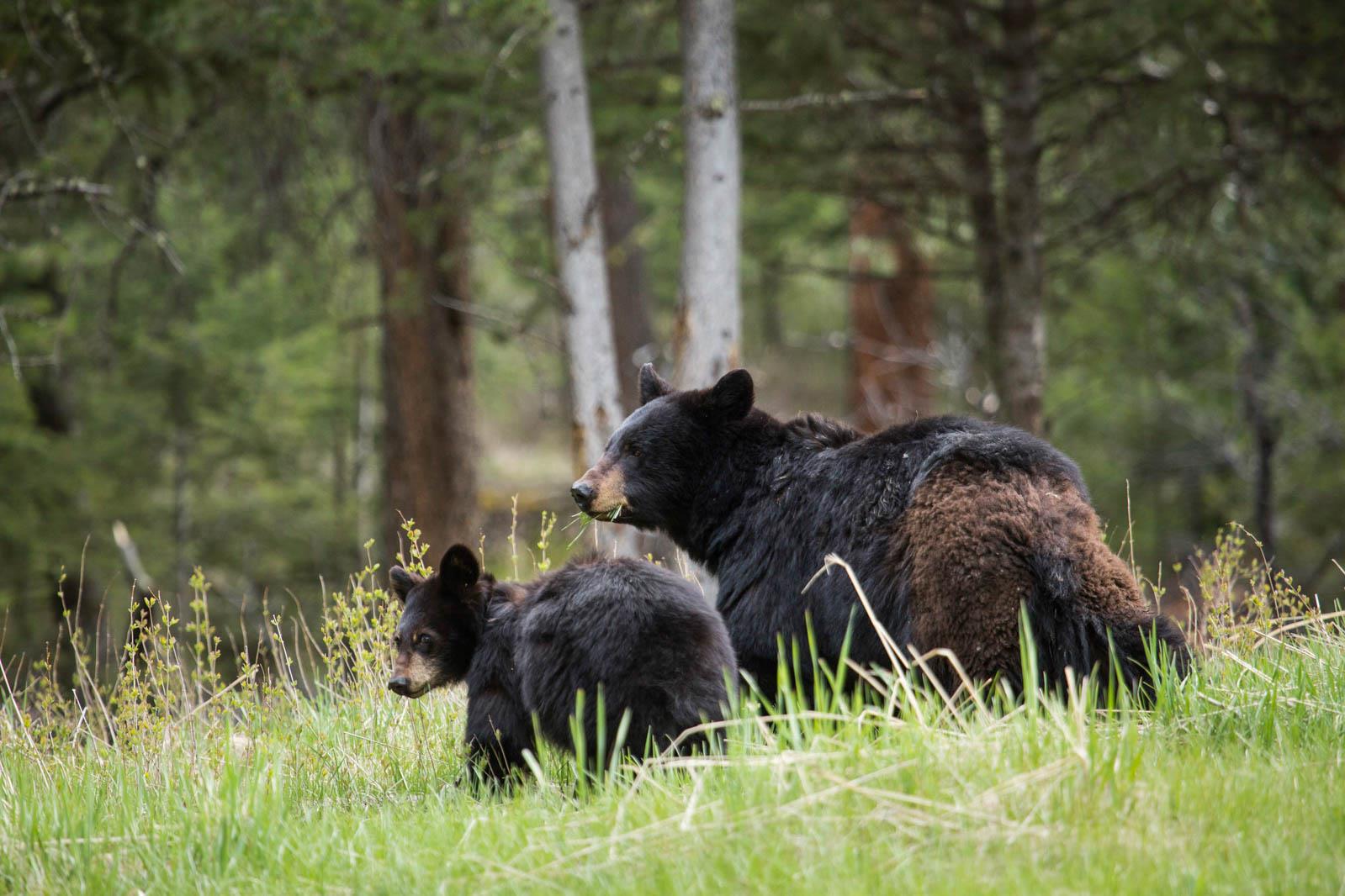 Bears in a national park, showing one of our nature photography tips.