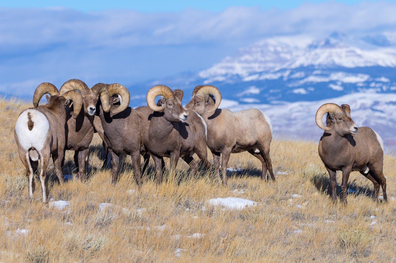 Bighorn Sheep near Dubois, Wyoming and Yellowstone in winter