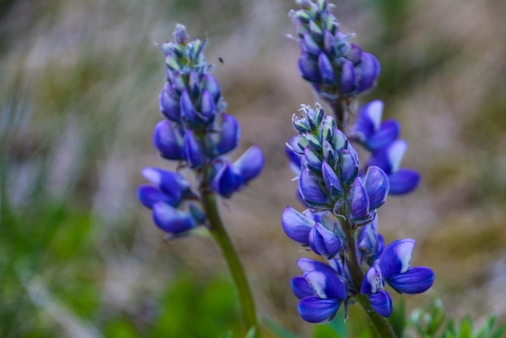 Lupines growing in Denali National Park
