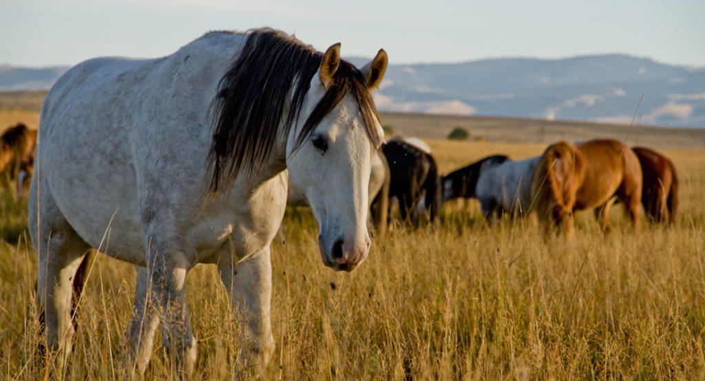 Wild Horse Sanctuary, wind river range, wild mustangs, see wild horses, see wild mustangs in the west