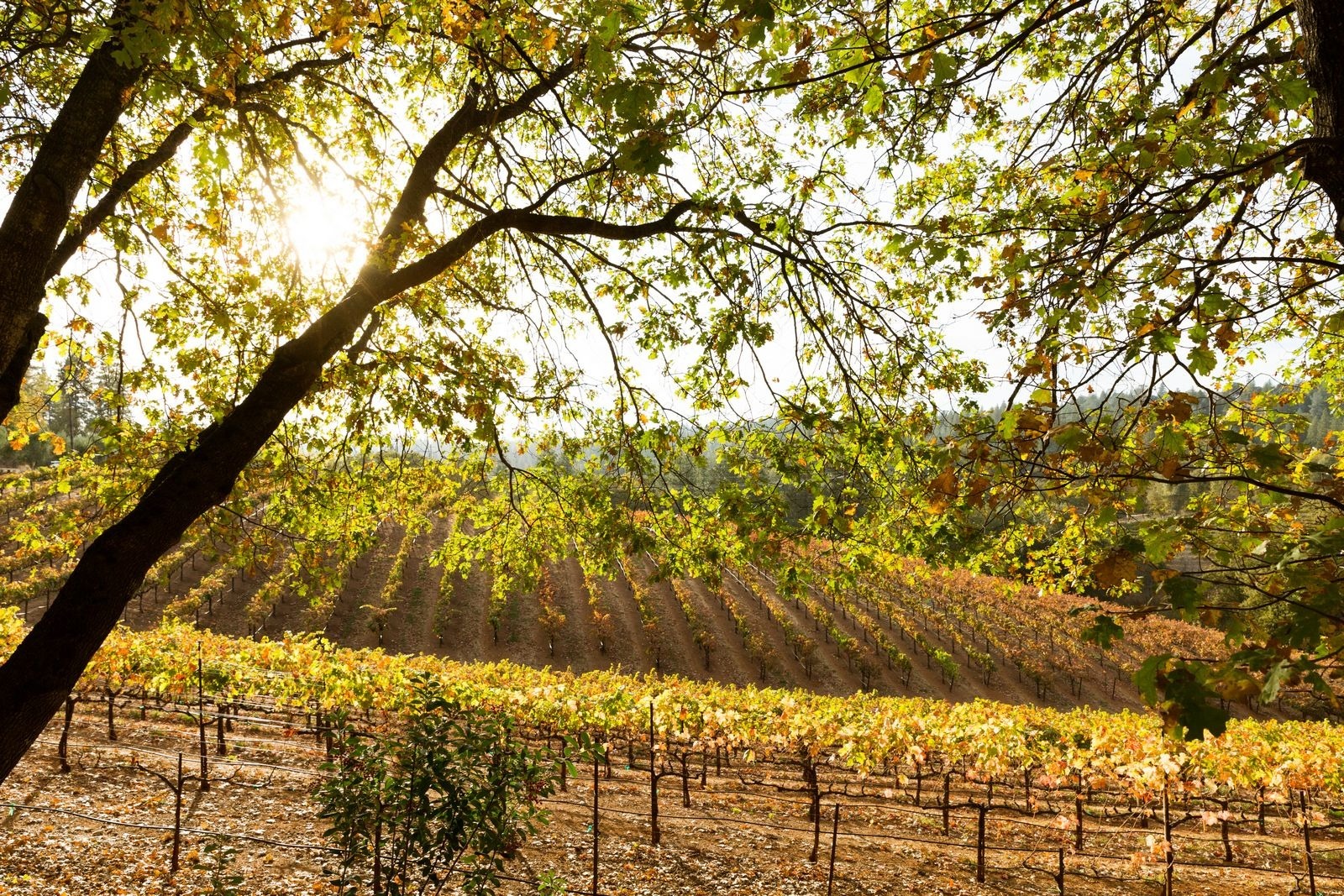 Vineyard in Gold Country, California