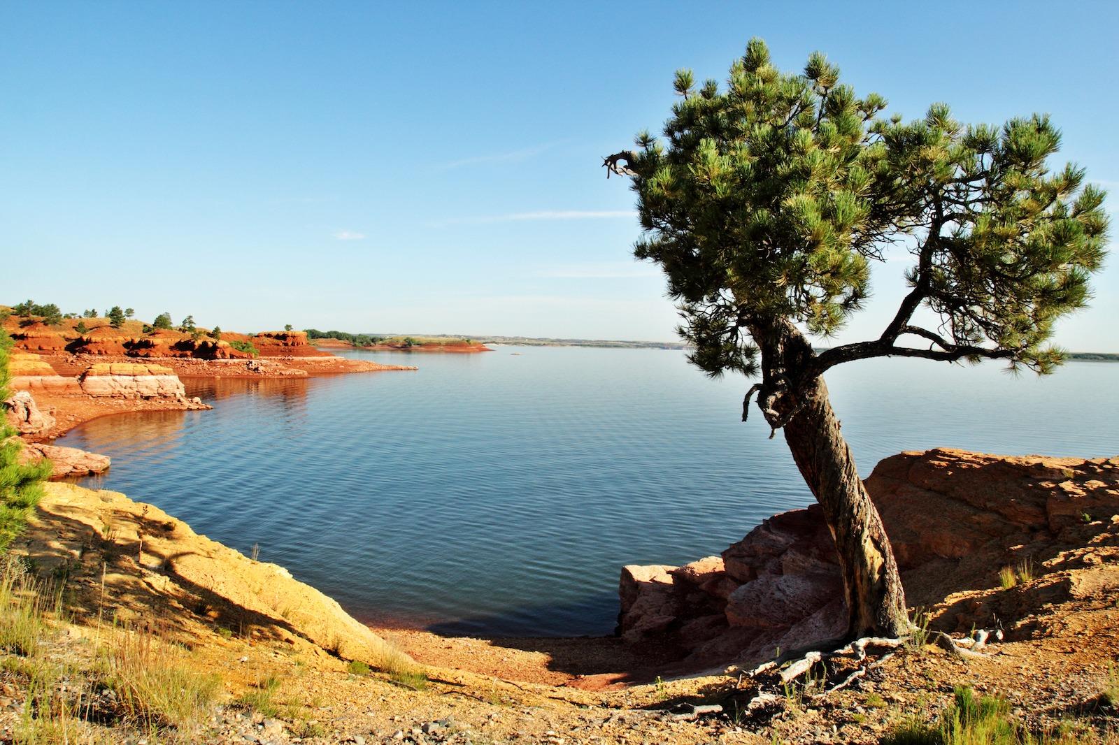 Tree on the shore of Glendo State Park reservoir in Platte County, Wyoming