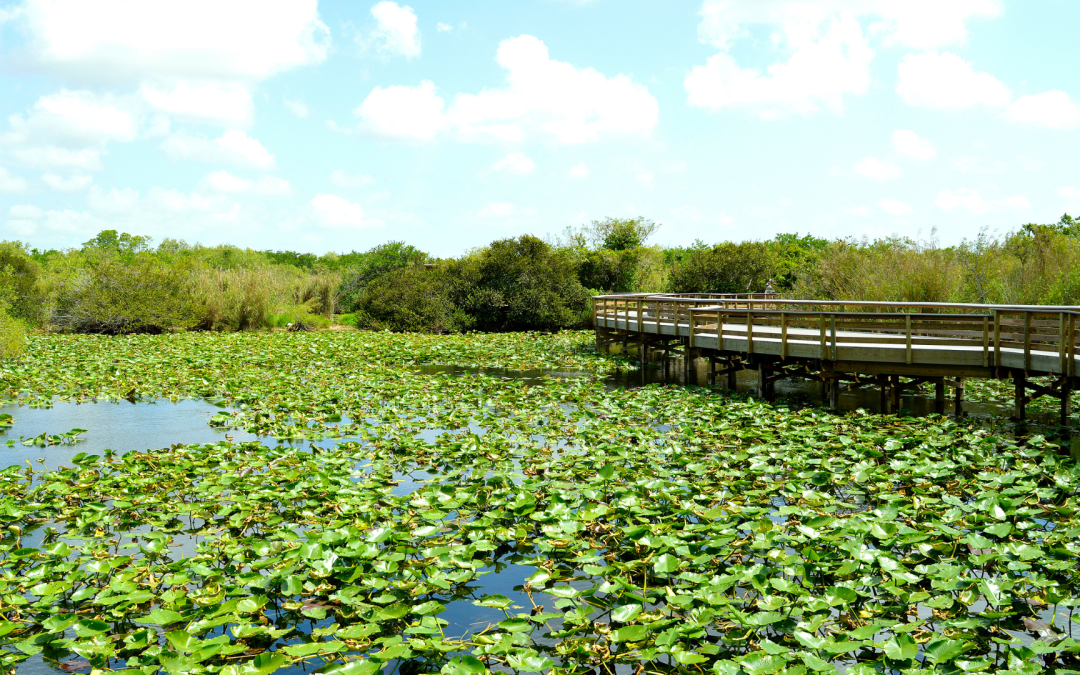The 5 Best National Park Wetlands