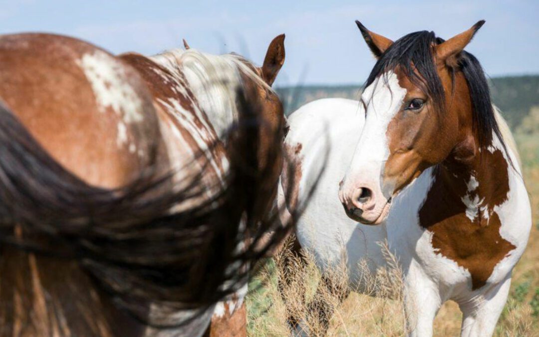 Hot Springs: Off the beaten path in the Black Hills