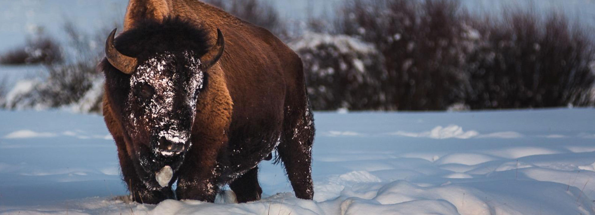 Winter Family Fun in West Yellowstone