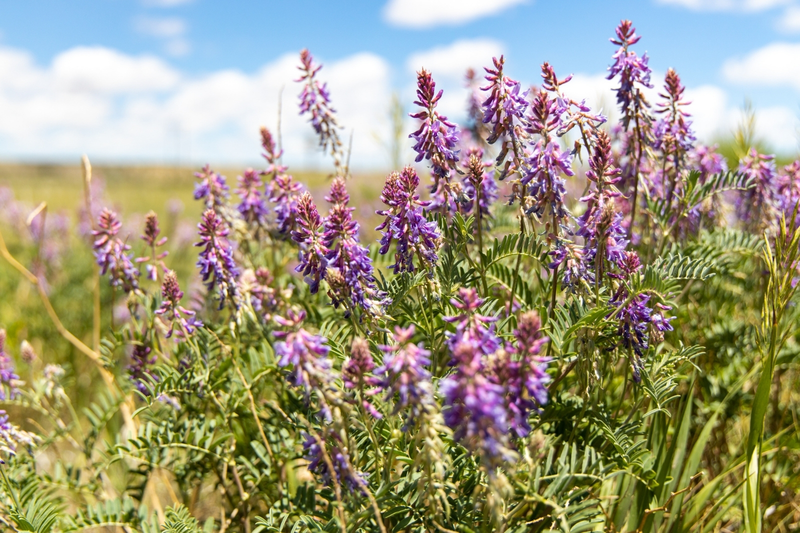 Purple flowers in a green field.