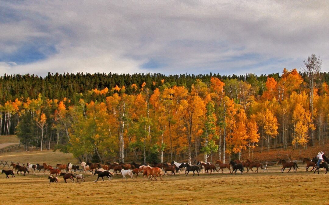 5 raisons pour lesquelles Paradise Guest Ranch est la meilleure expérience du genre dans le Wyoming