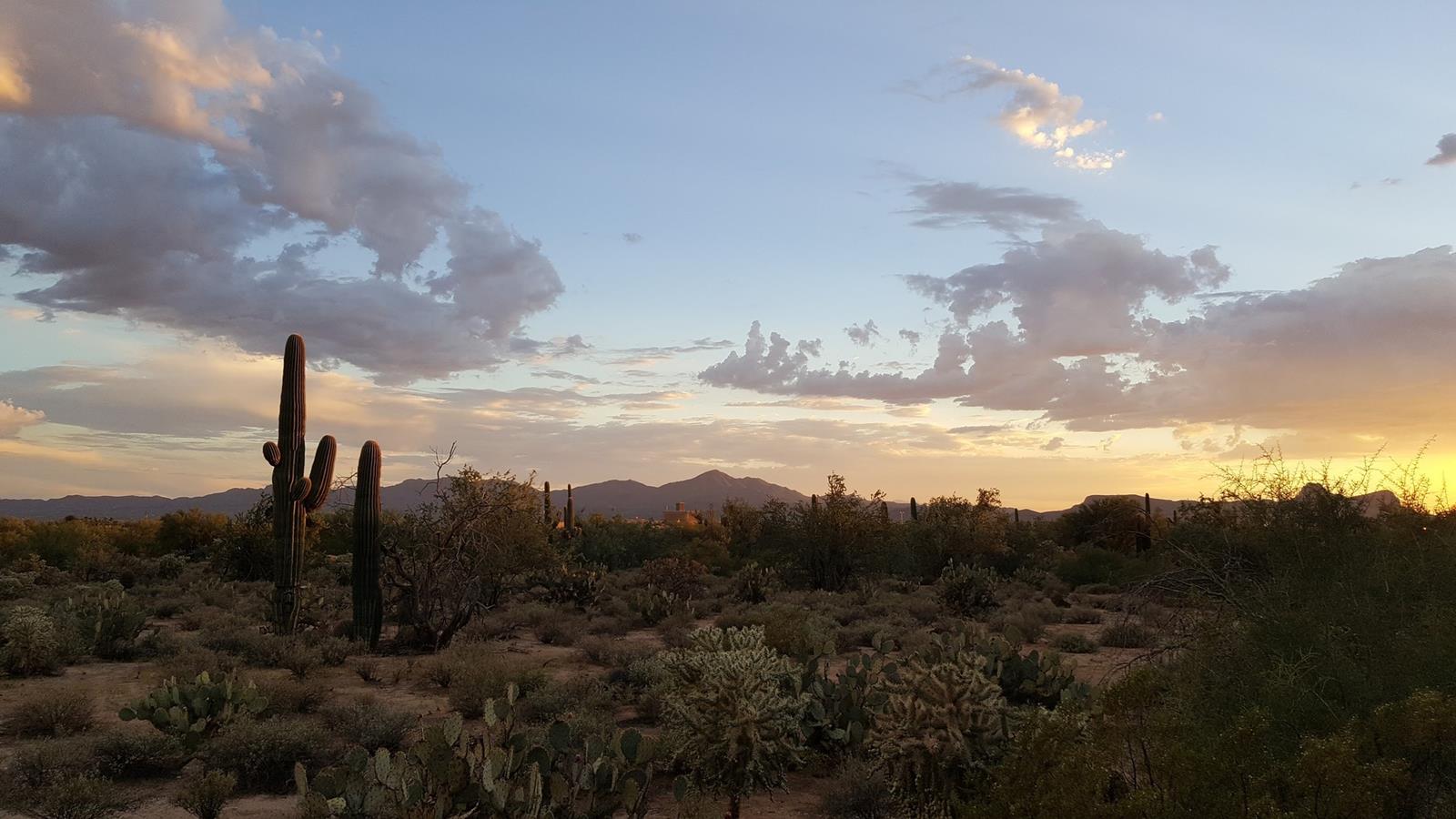 Saguaro cactus and sunset