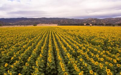 Uncover California’s Central Valley in Yolo County