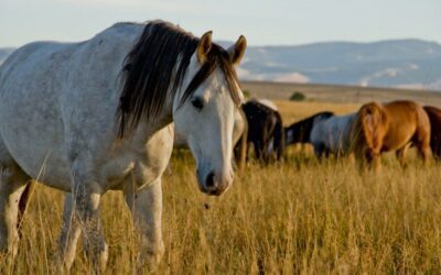 Des découvertes inoubliables au pays de Wind River
