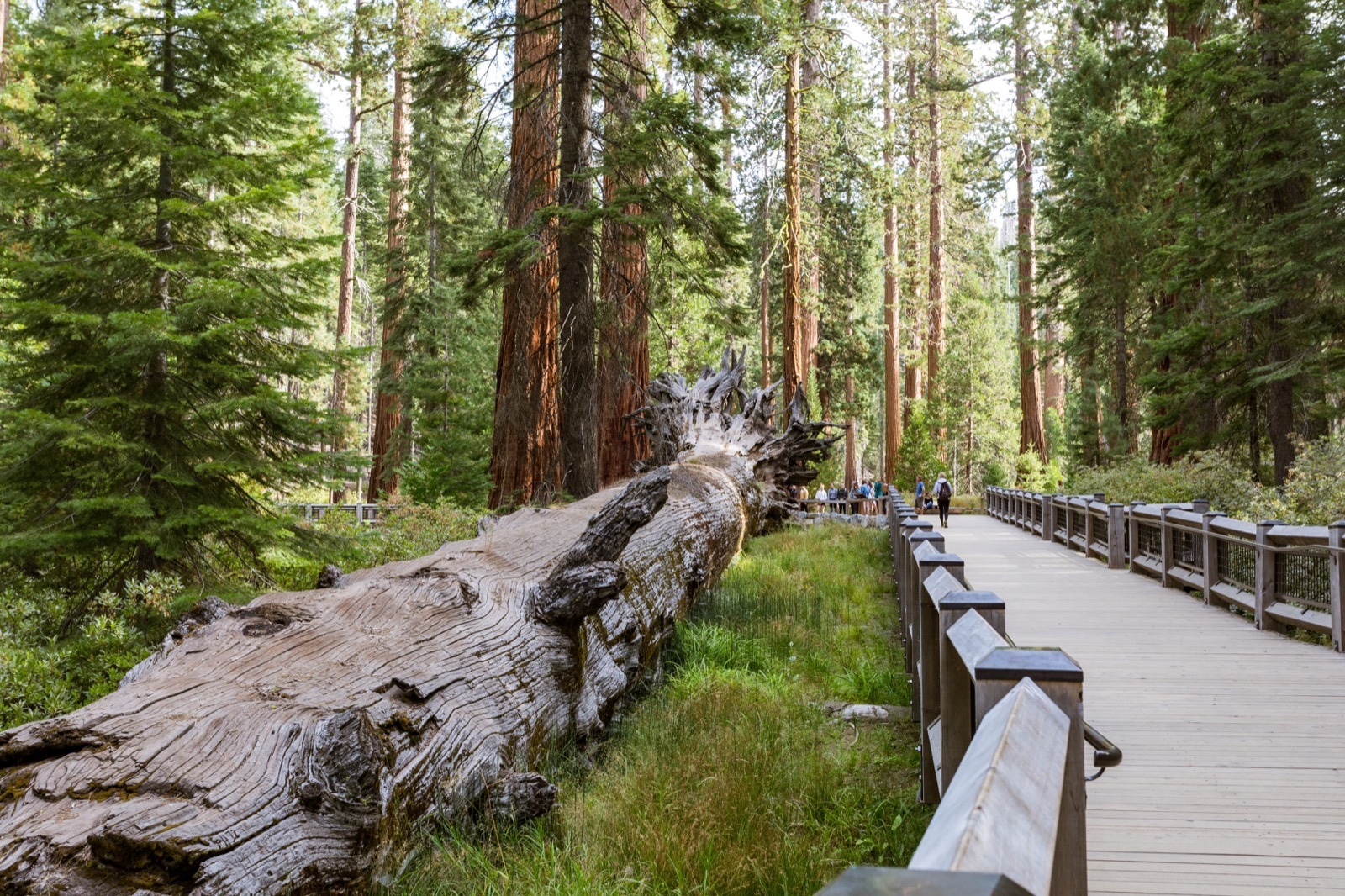 california-high-sierra-madera-yosemite-national-park-mariposa-grove-giant-sequoia-2