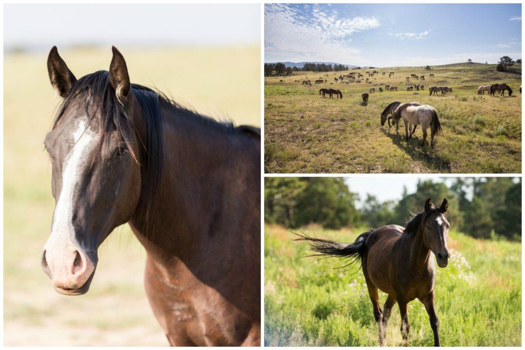 hot-springs-south-dakota-black-hills-wild-horse-sanctuary