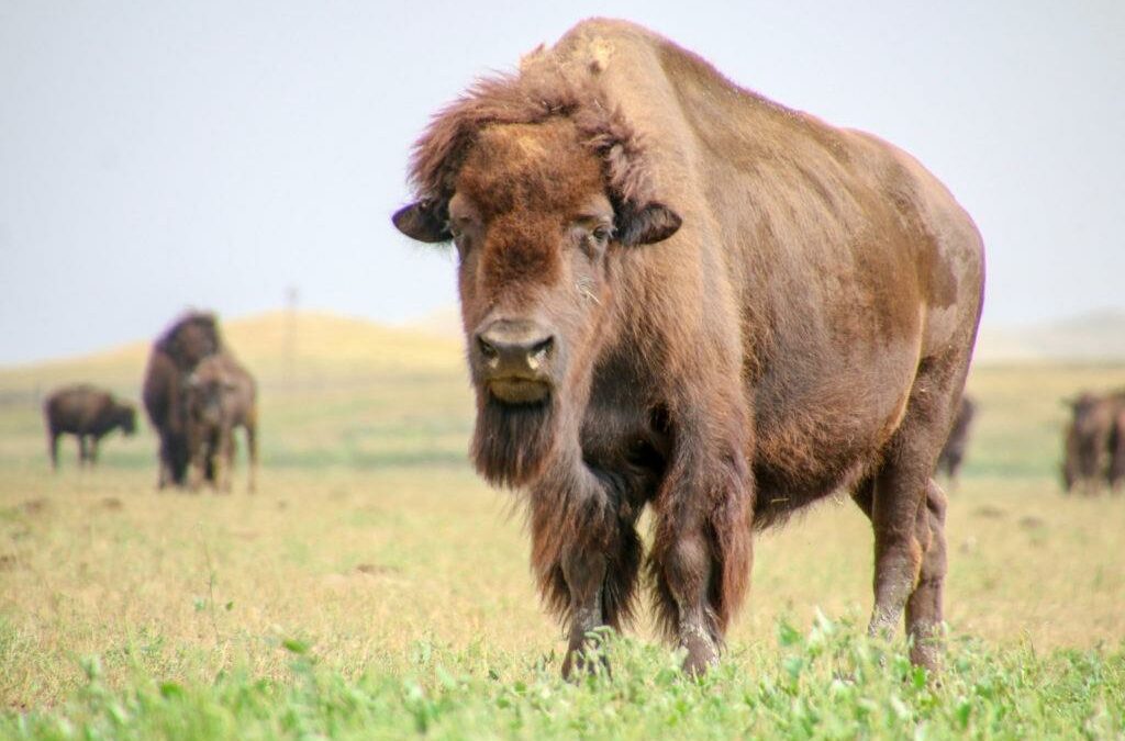 Deux jours et demi inoubliables à Gillette, Wyoming