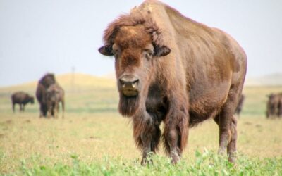Deux jours et demi inoubliables à Gillette, Wyoming