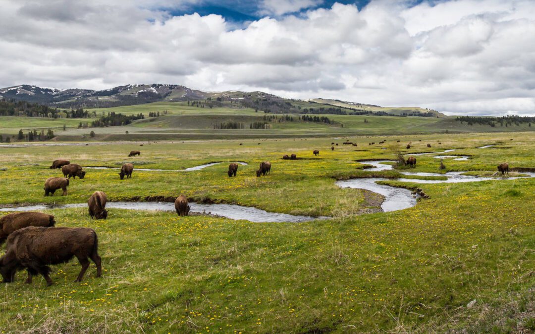 Ein frühlingshaftes Abenteuer in West Yellowstone
