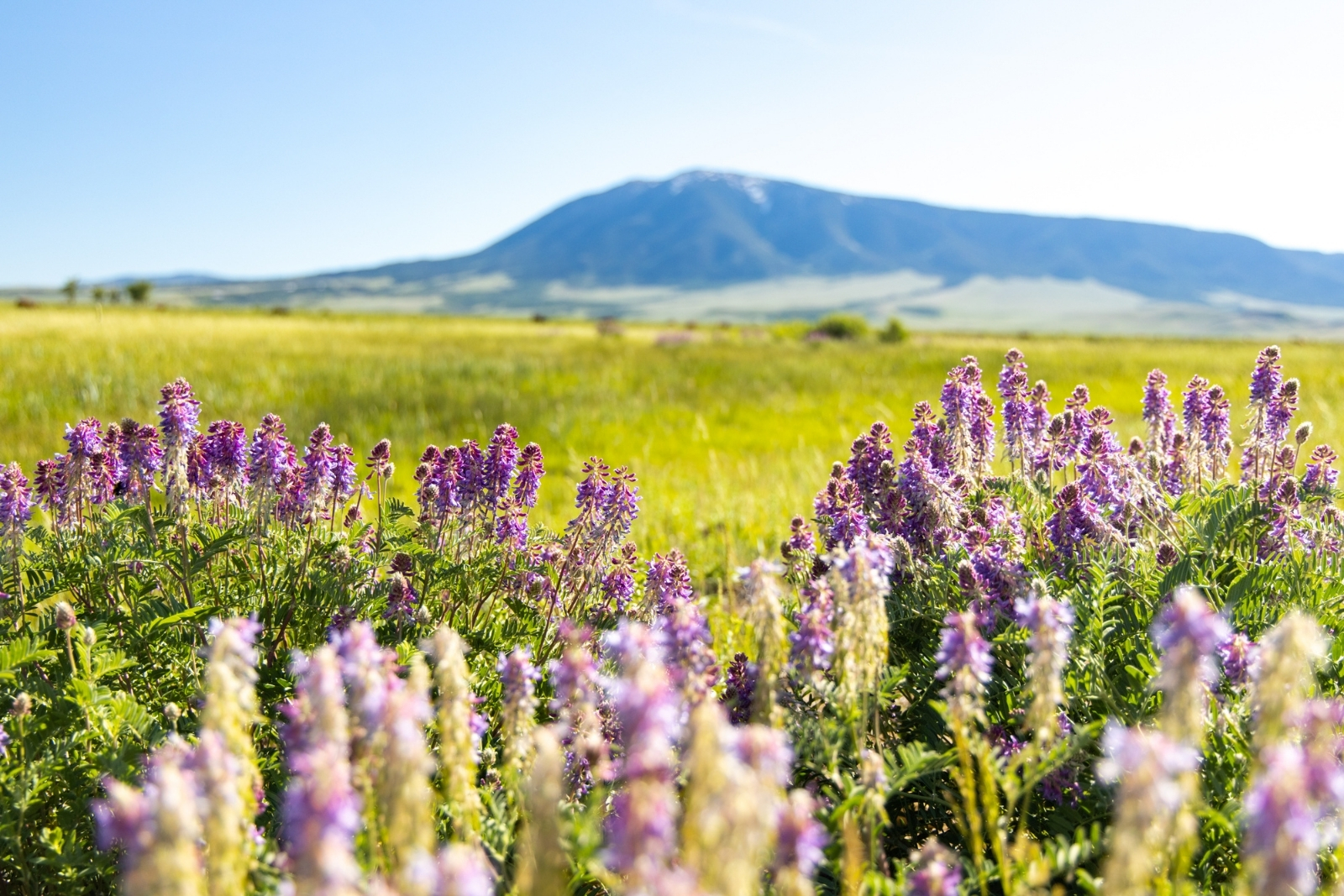 Wildflowers in the foreground, with a mountain in the background