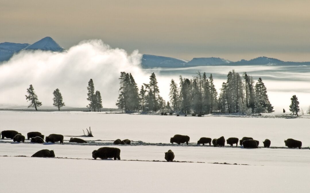 7 Möglichkeiten, den Winter in Cody, Wyoming, zu erleben