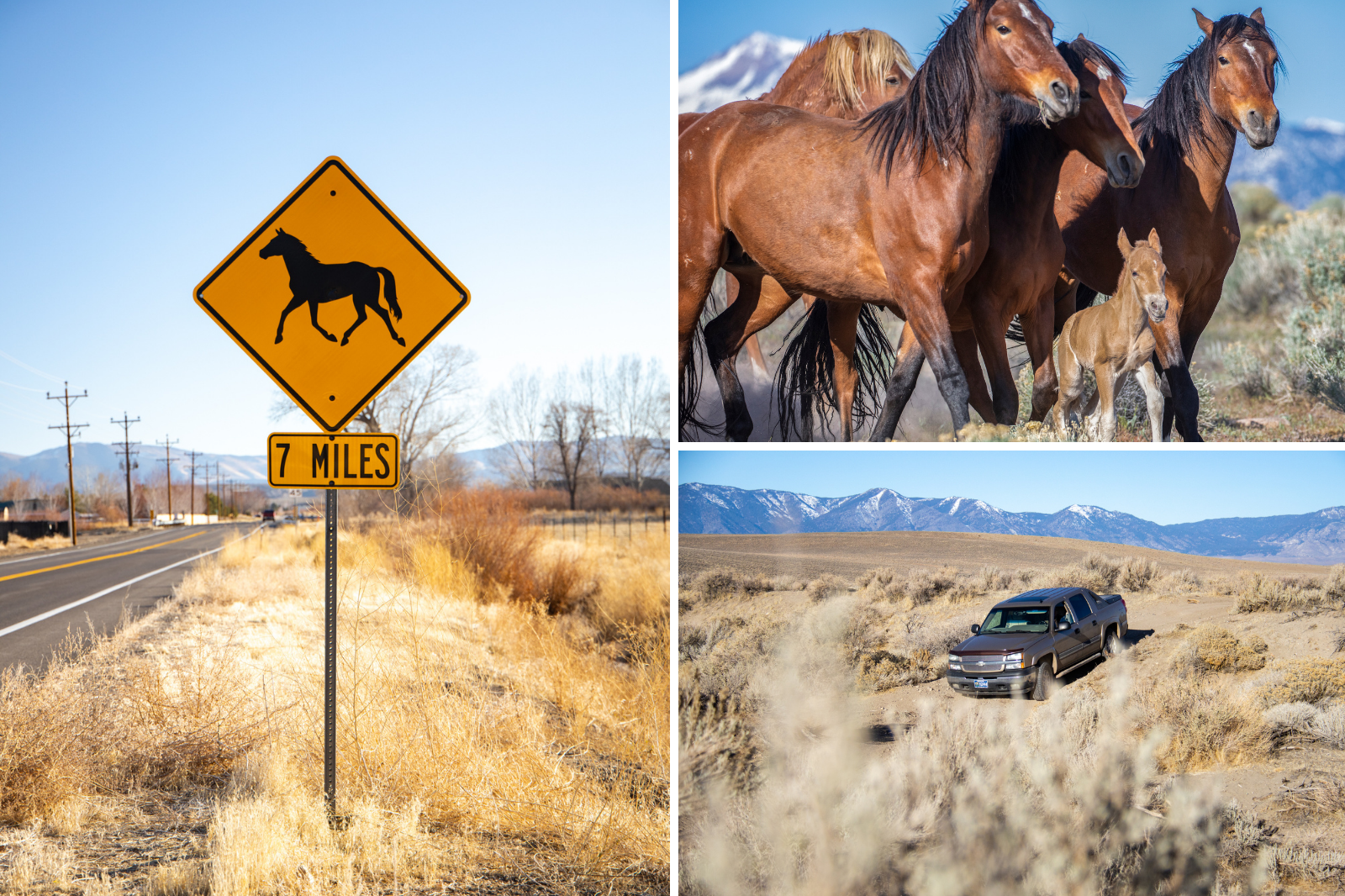 Carson Valley Horses by JT Humphrey