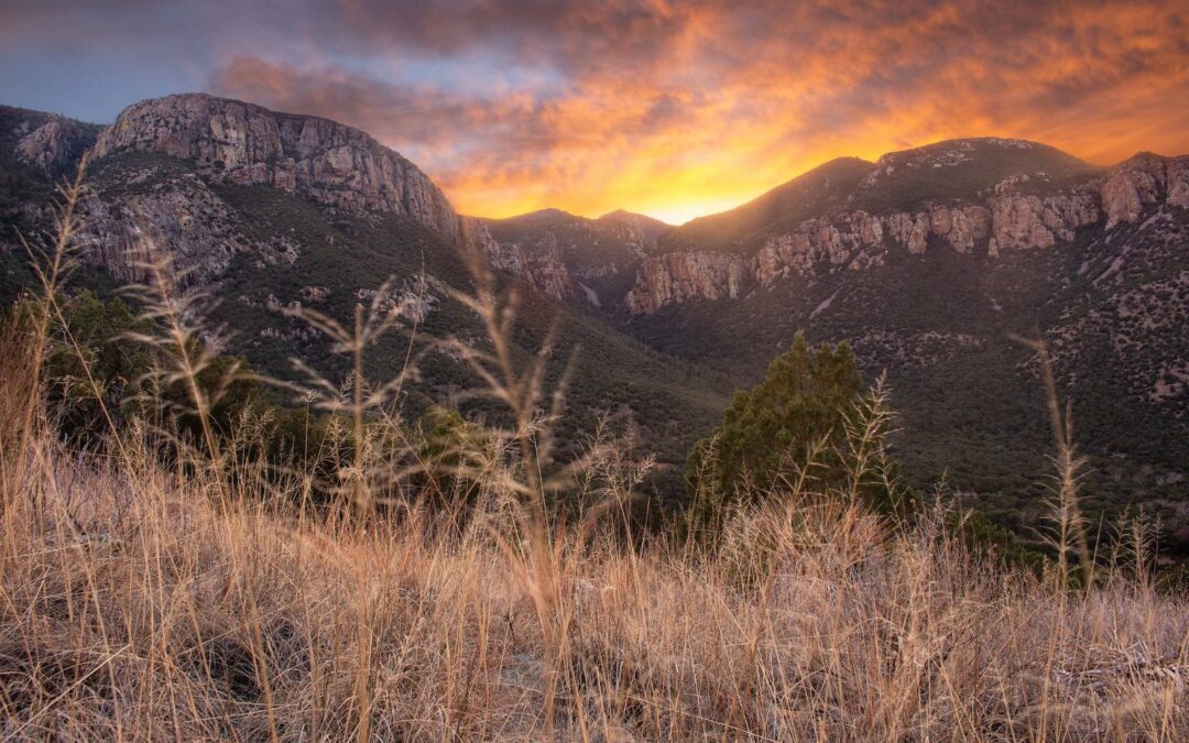 Sierra Vista, Arizona: colibríes, bodegas y más