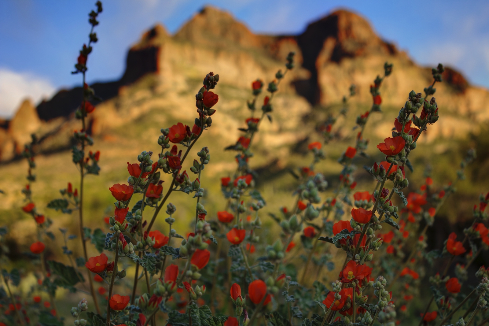 Wildflowers and Picketpost Mountain in Superior, Arizona