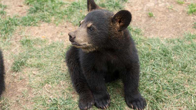 Bearizona in Williams, AZ