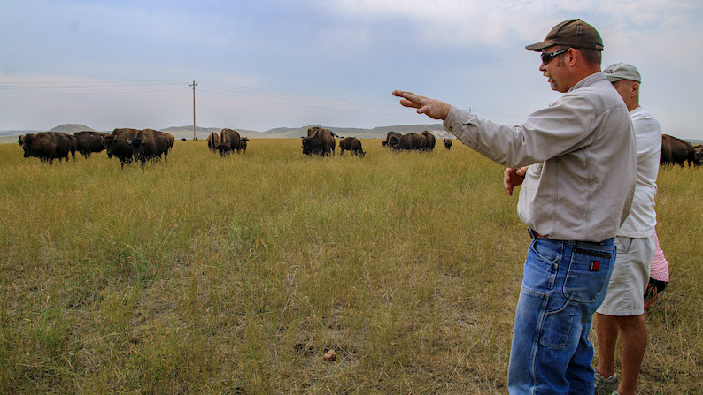 Durham Bison Ranch tour in Gillette, Wyoming