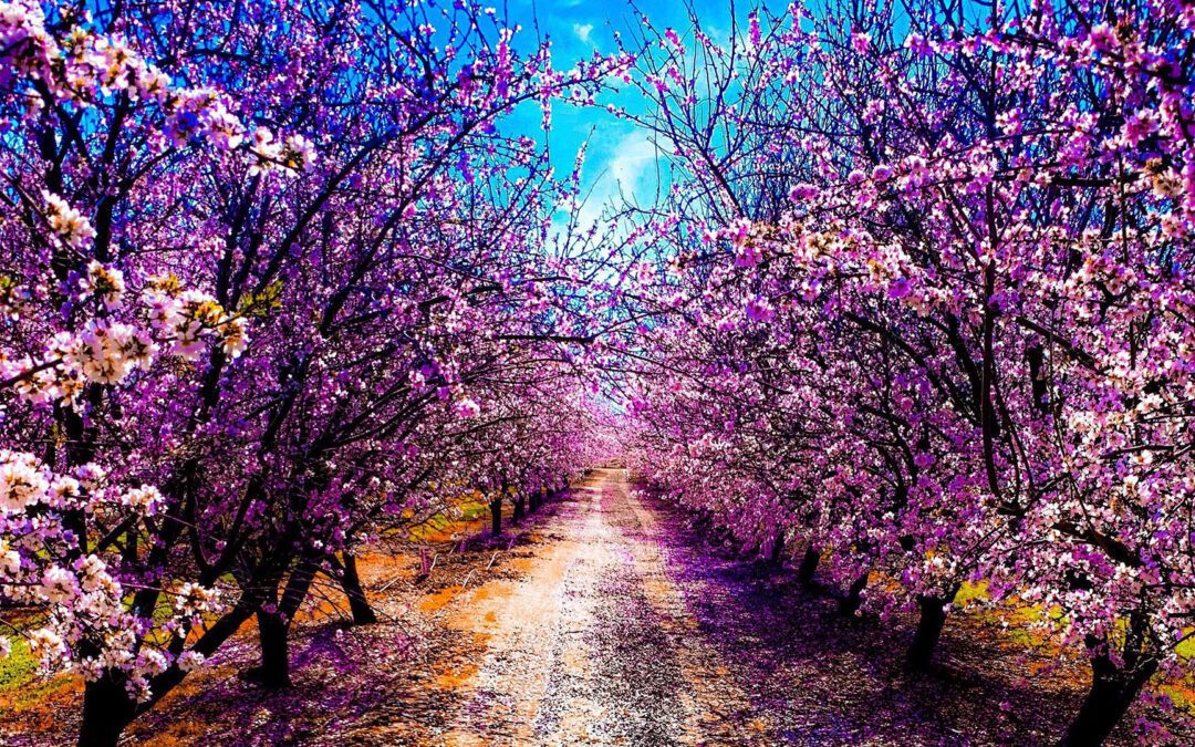 Pacific Ocean to Lush Forest: Explore California’s Northern Central Valley