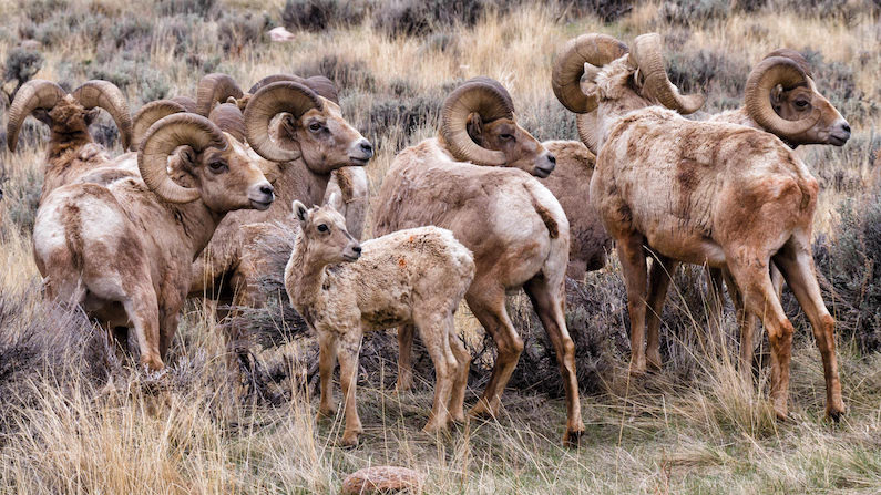 Herd of bighorn sheep near Dubois, Wyoming