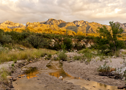 Catalina State Park in the spring
