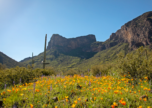 Spring wildflowers at Picacho Peak State Park in Arizona