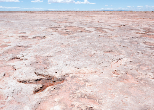 Dinosaur Tracks in Discover Navajo