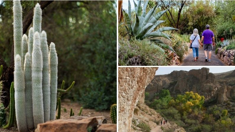 Collage of images from the botanical gardens in Superior, AZ