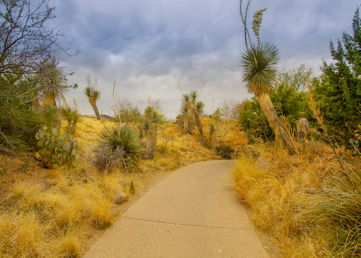 Accessible trail in Arizona-Sonoran Desert Museum