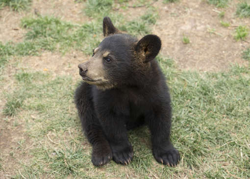 Bear cub in Bearizona in Arizona