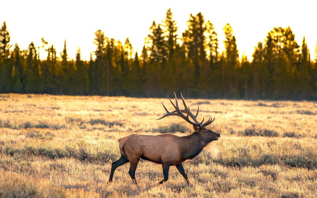 Le territoire du Yellowstone et du Teton : Votre nouvel itinéraire préféré dans le Yellowstone