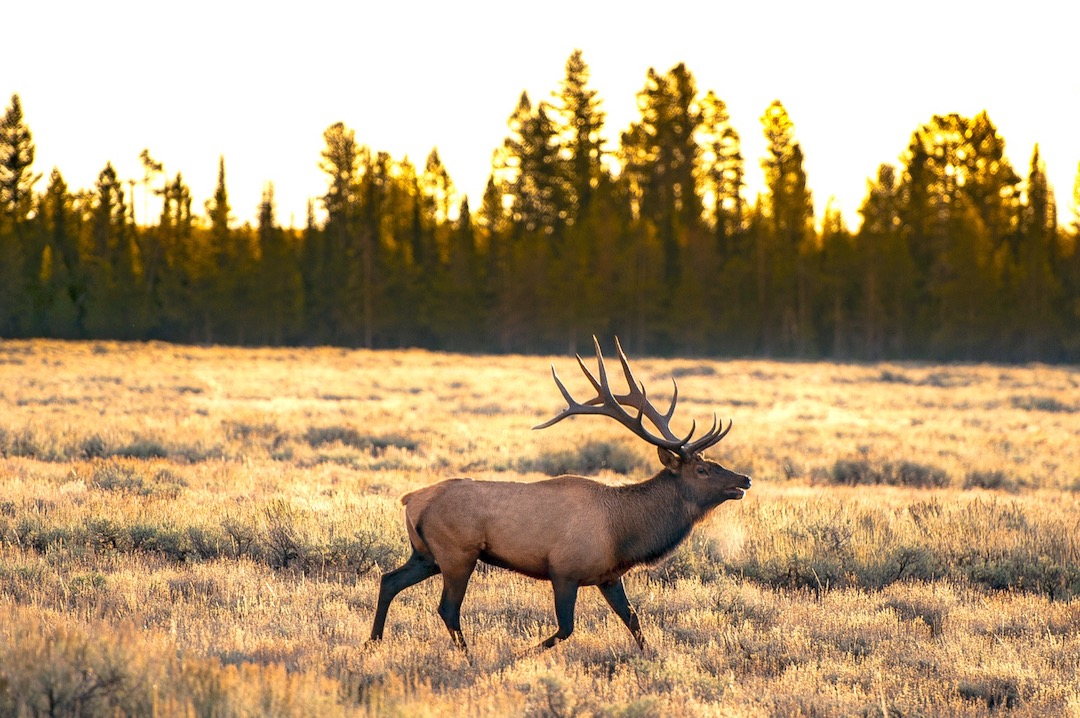 Yellowstone Teton Territory: Your New Favorite Yellowstone Route