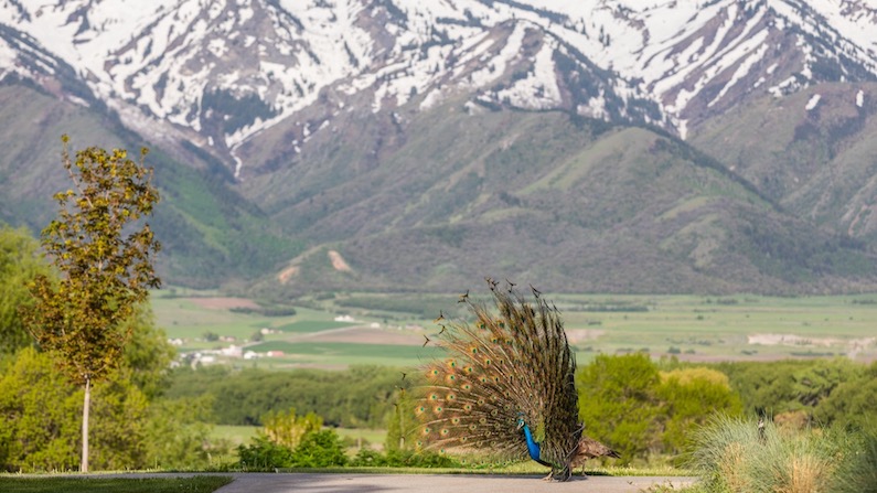 Peacock and mountains at American West Heritage Center Cache Valley Utah