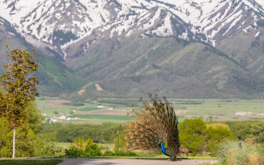 Drei Tage in Logan & Cache Valley, Utah
