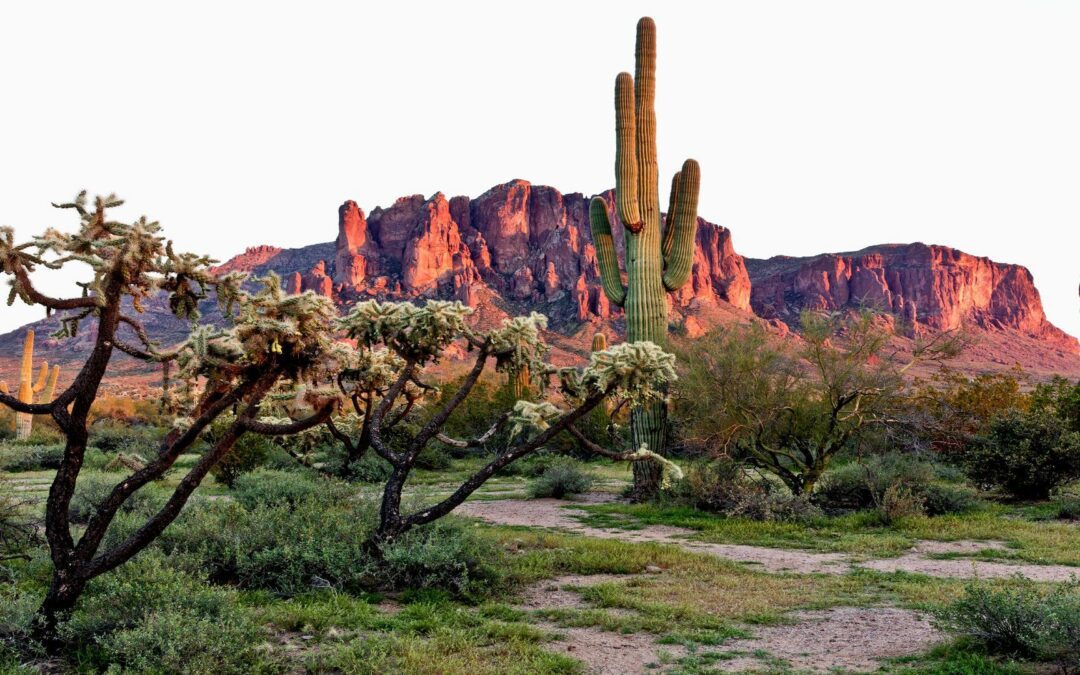 Observation des oiseaux en Arizona, saison par saison