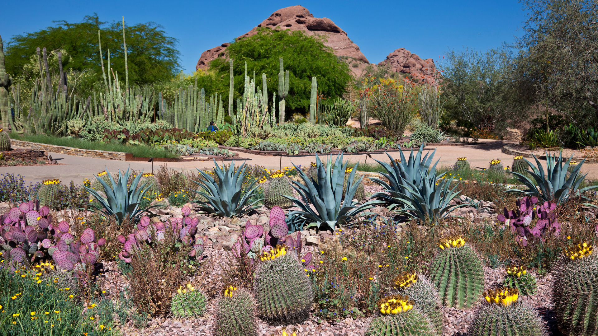 The Desert Botanical Garden is one of the best botanical gardens in the US