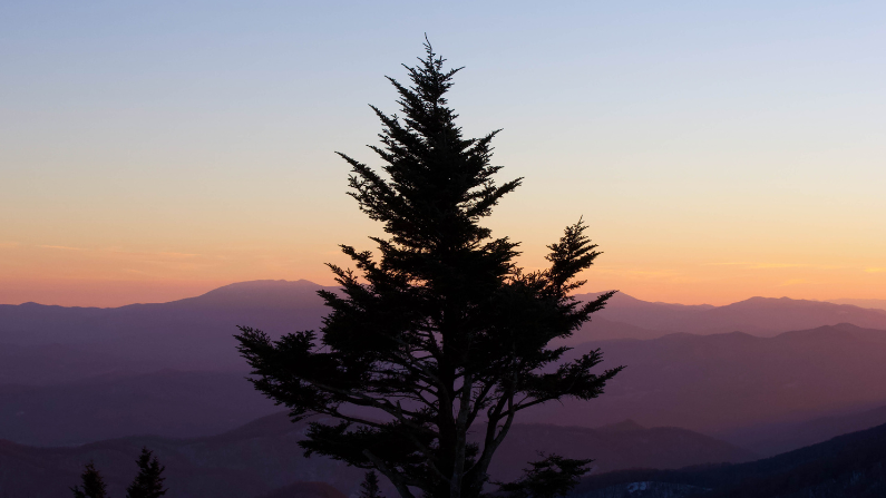 Roan Mountain is located on the Appalachian Trail