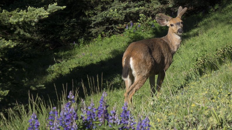 Deer with Lupine wildflowers during spring in Olympic Peninsula