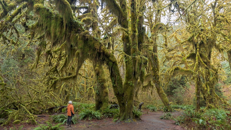 Hoh Rain Forest on Olympic Peninsula with person standing near tree