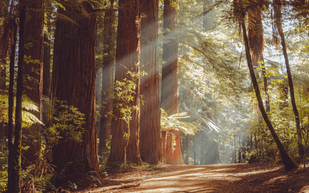 National Park History You Didn’t Know: Part 1