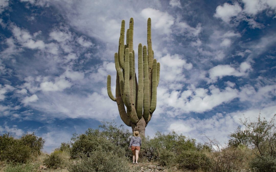 Encontrar gemas en Superior, Arizona