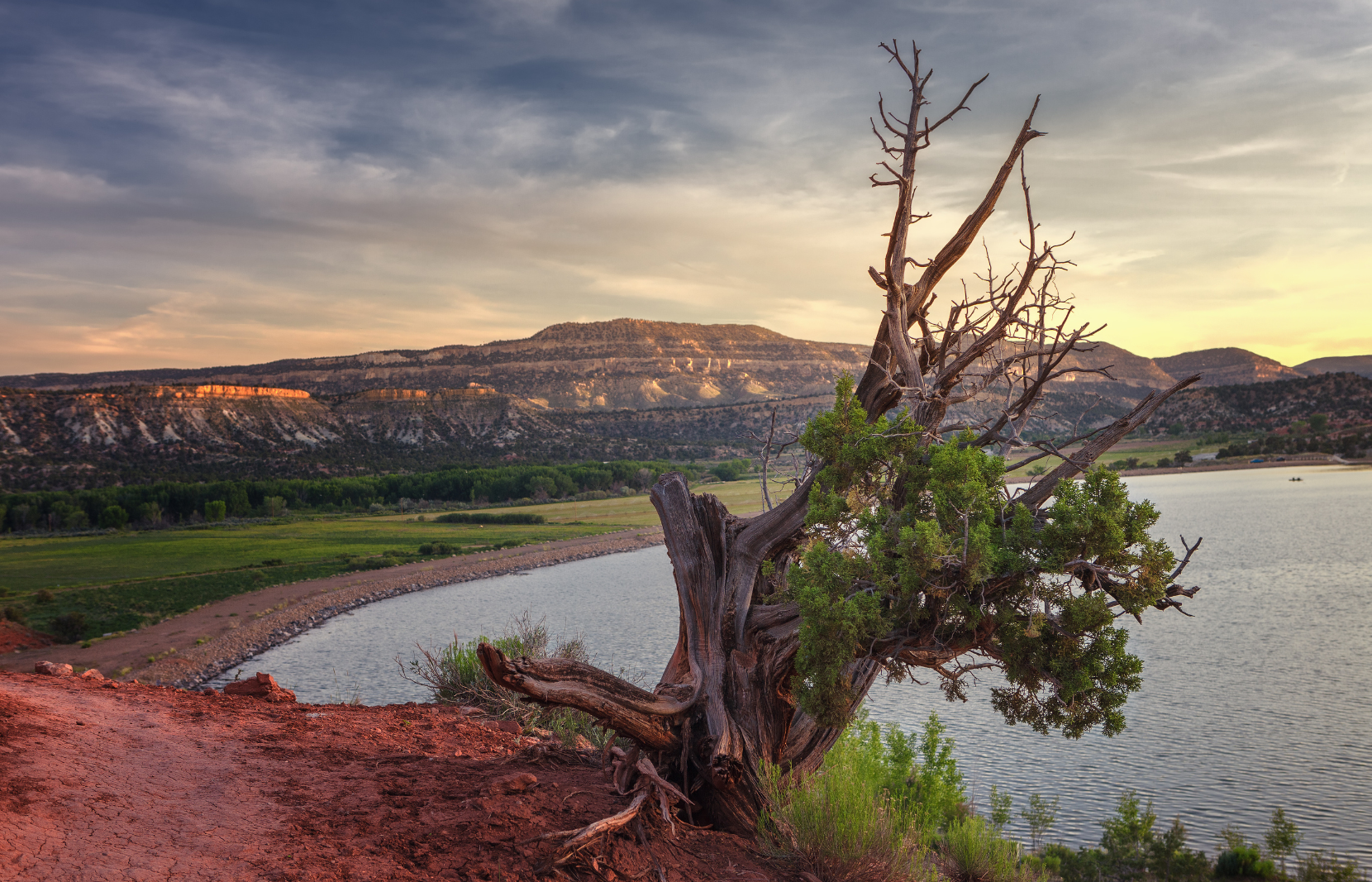 Utah's Escalante Petrified Forest State Park A pinon pine tree with a lake behind it and red cliffs behind that, all at sunset.