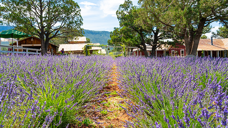 Breathe in the Lavender in AZ