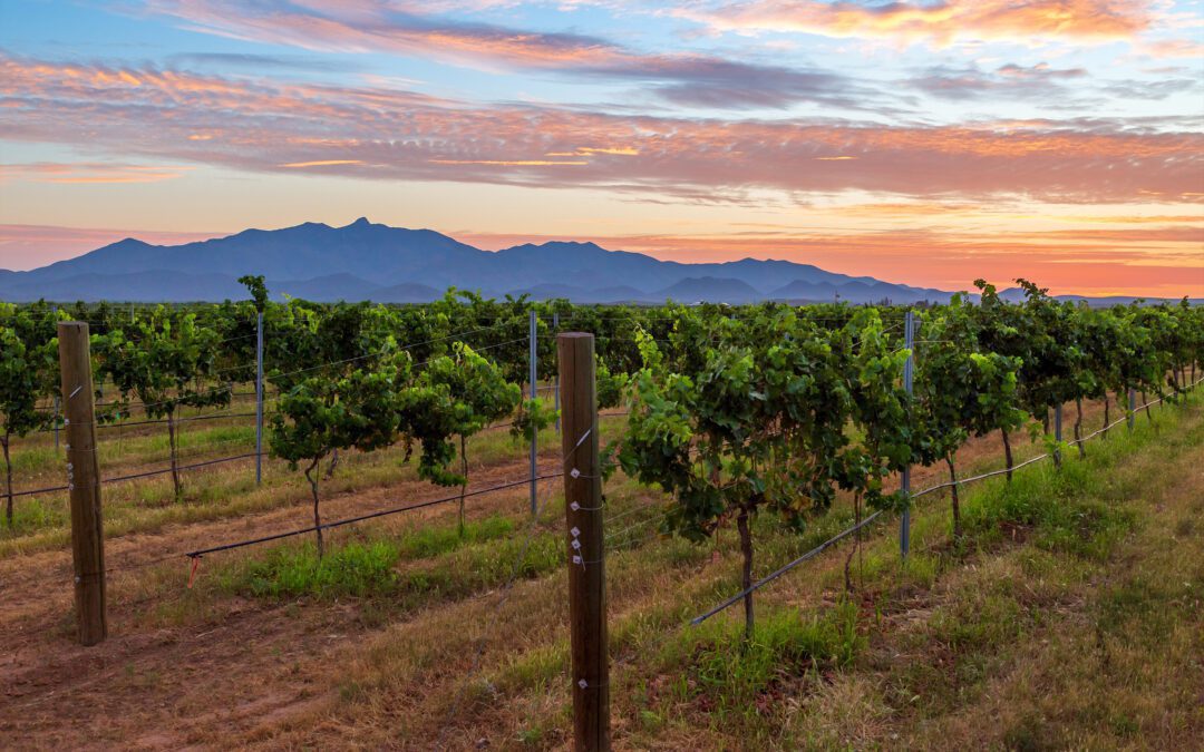 The Best Ways to Relax in Arizona